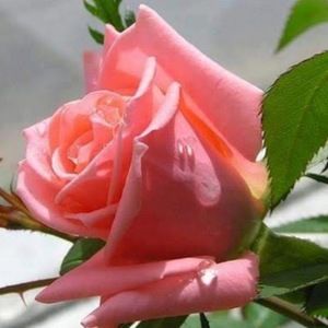 Meet your Posher, Eva